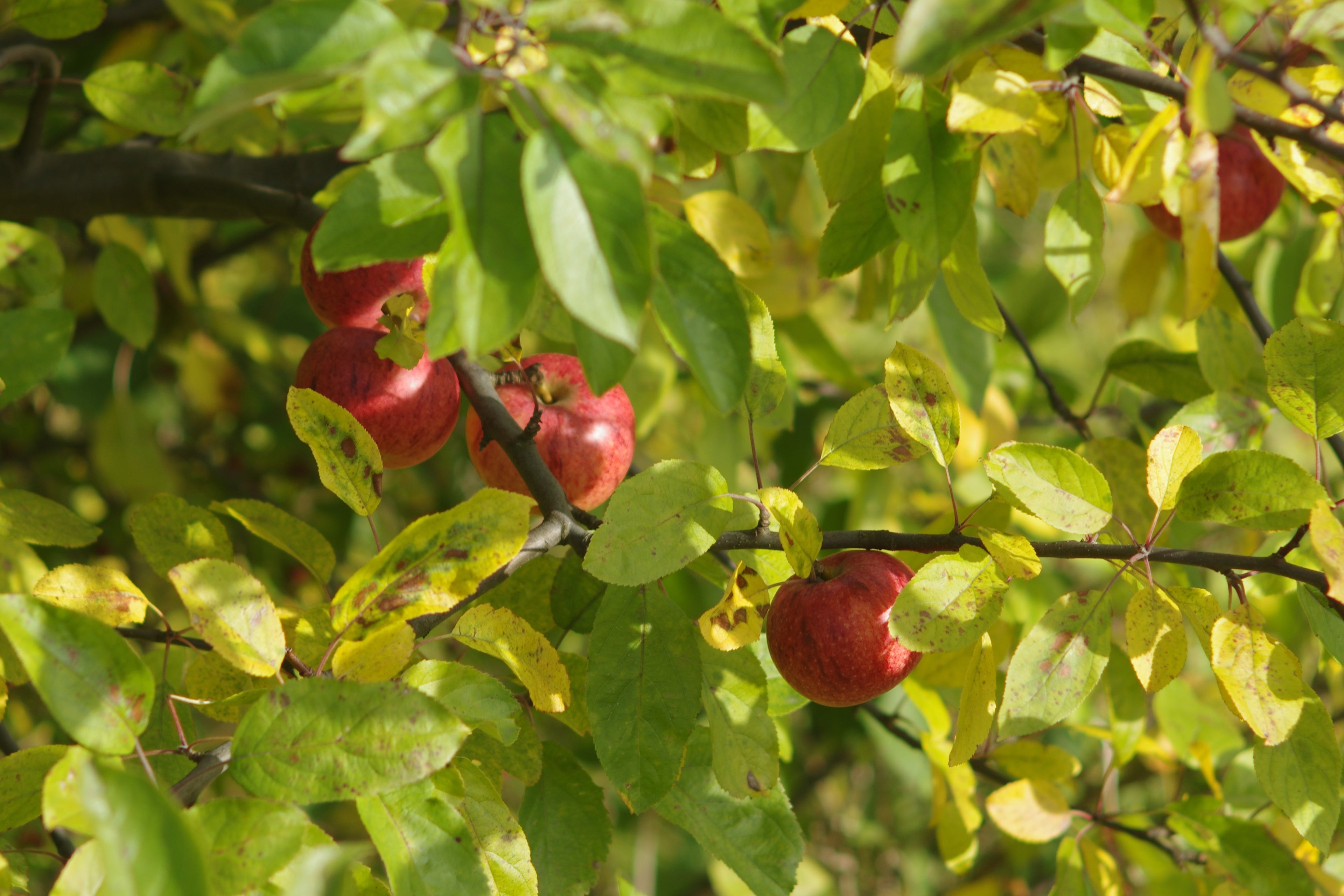 Benefits from fruit tree